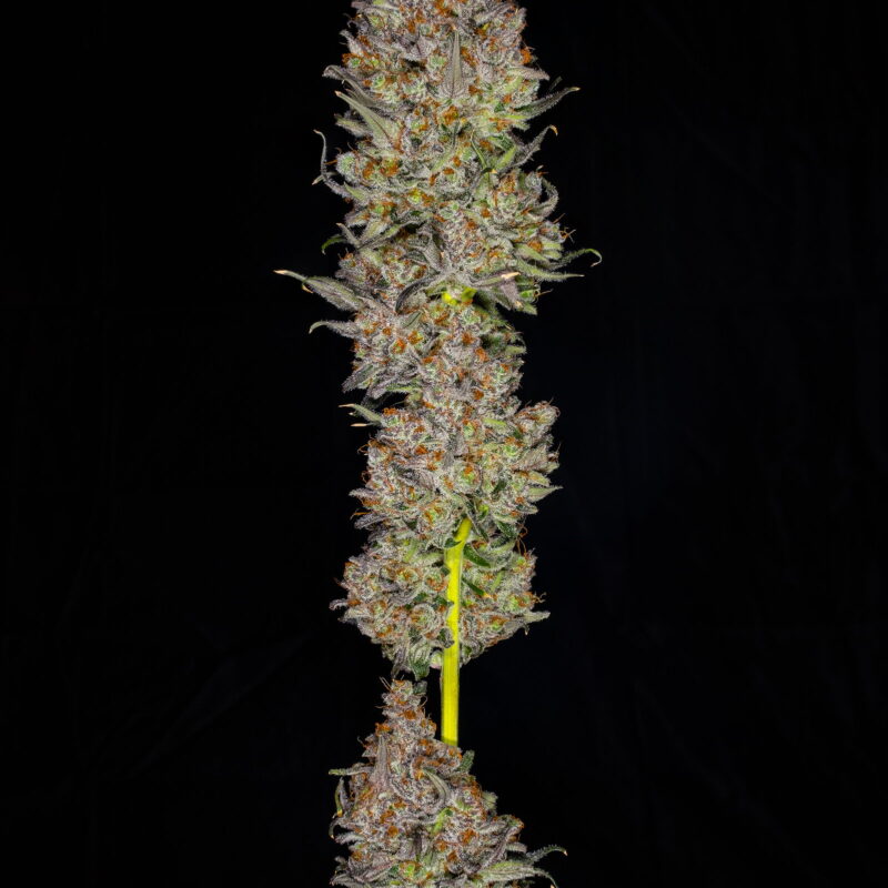 Calypso 1