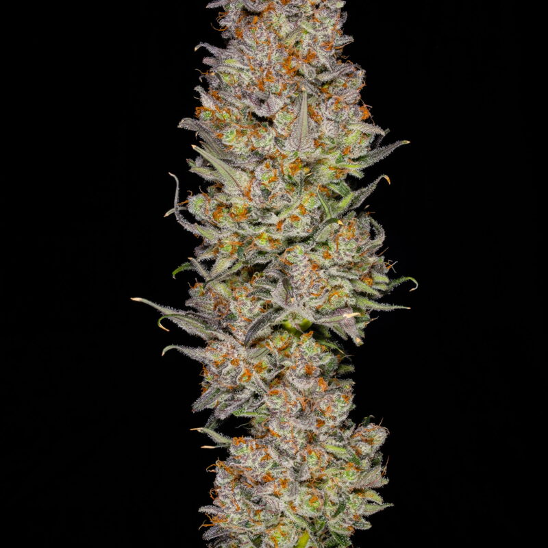 Calypso 2