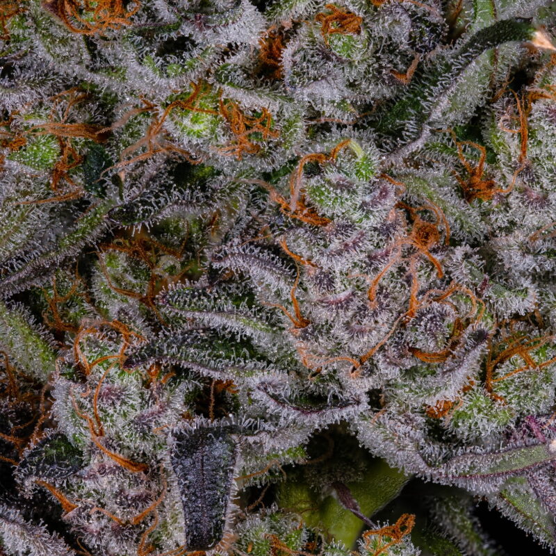 Calypso 3