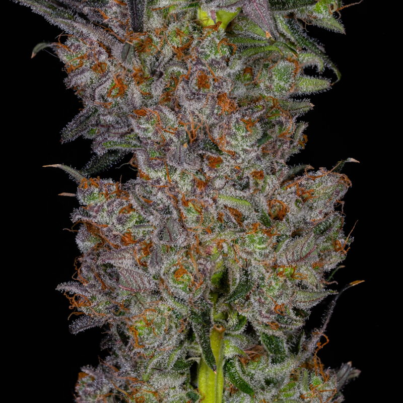 Calypso 4
