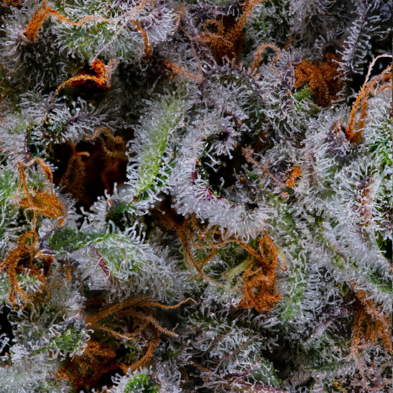 Calypso 6