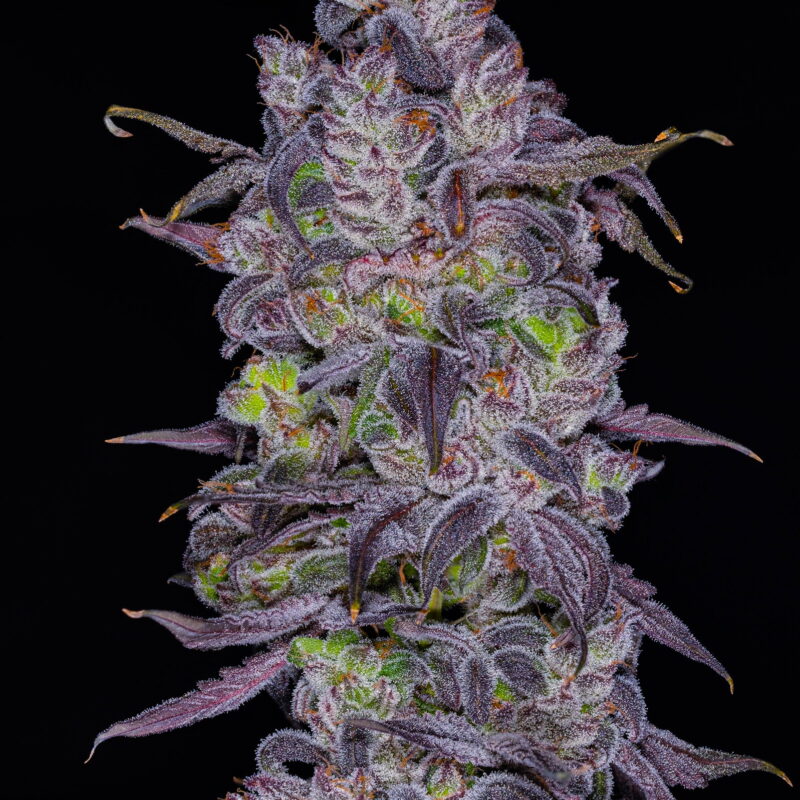 Dozicotpurp 1