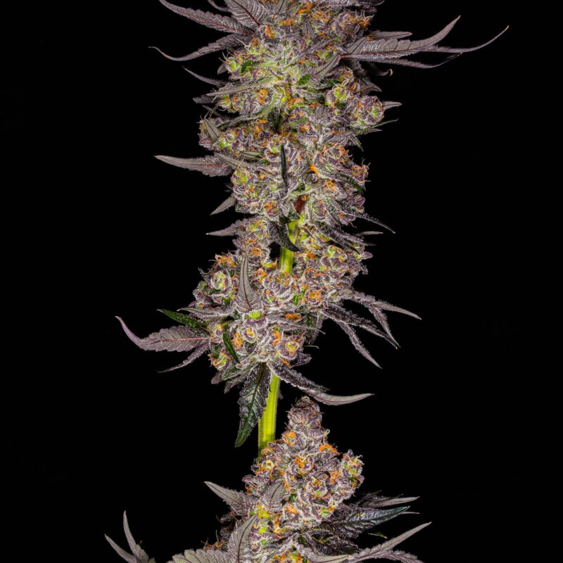 Eclipse 6