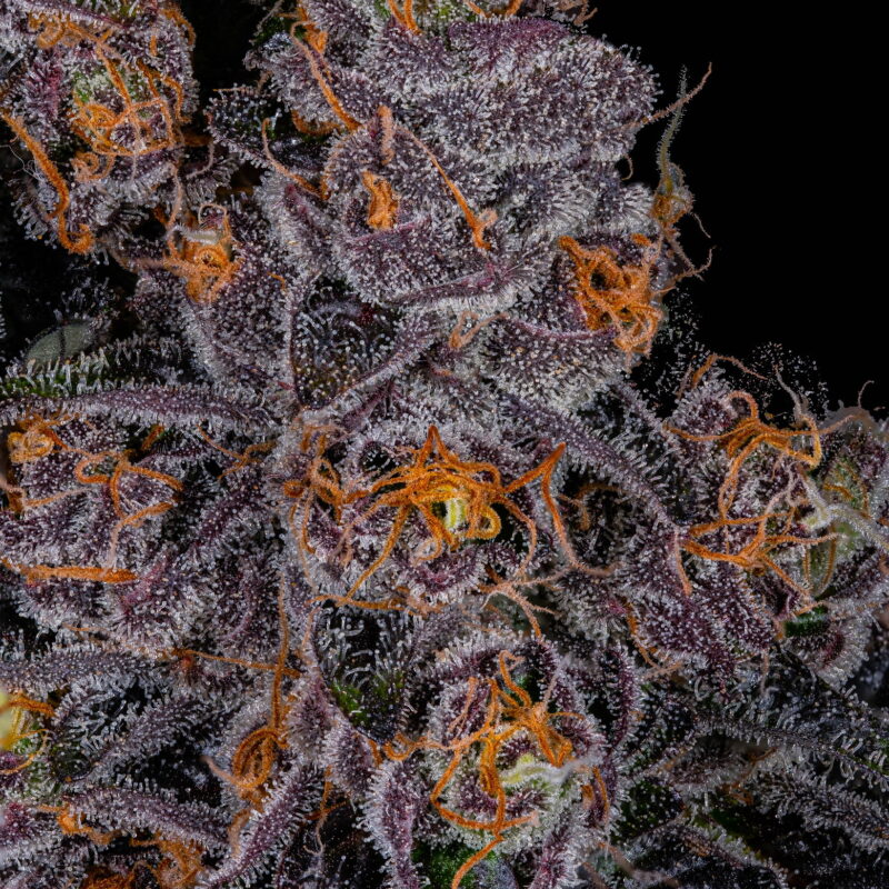 Eclipse 9