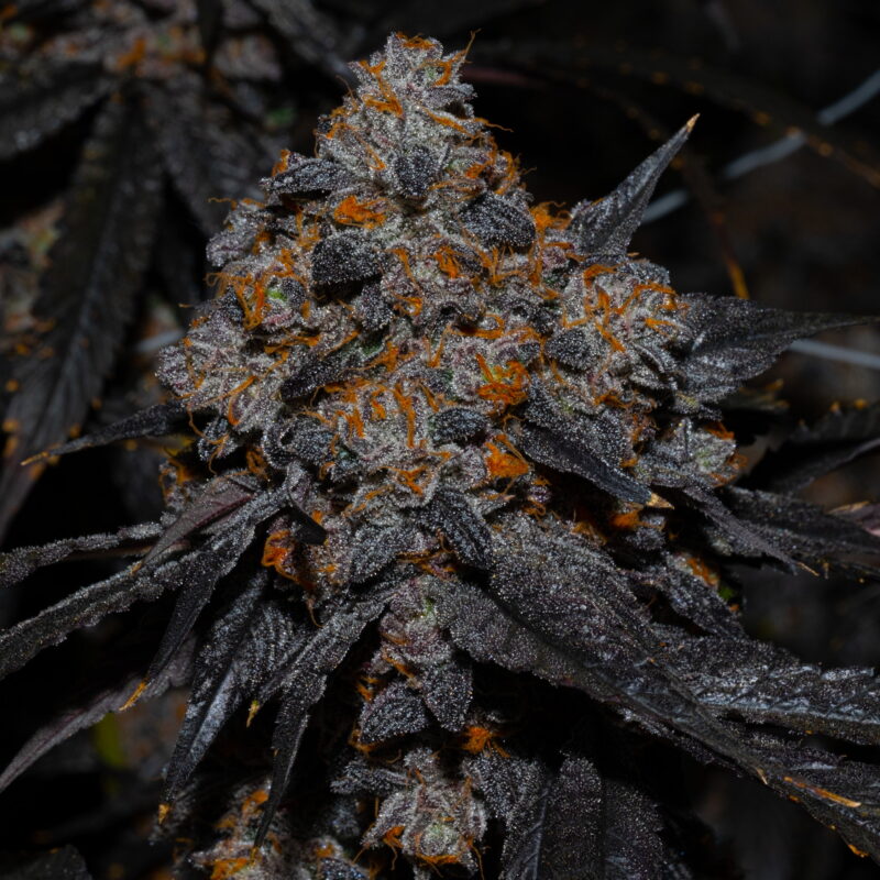 Gelato 41 2