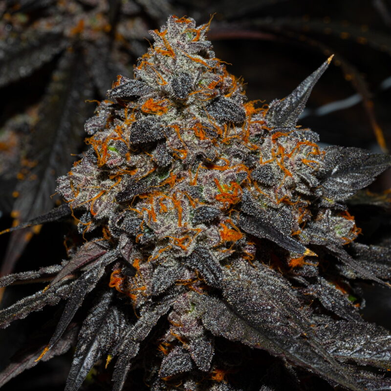 Gelato 41 3