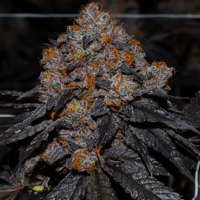 Gelato 41 4