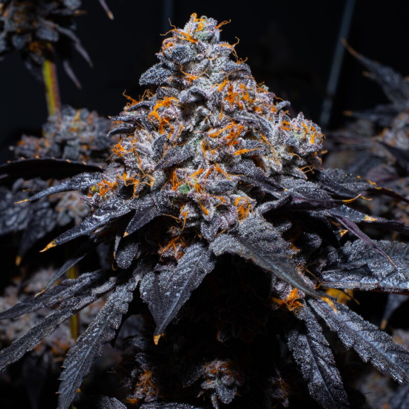 Gelato 41 1