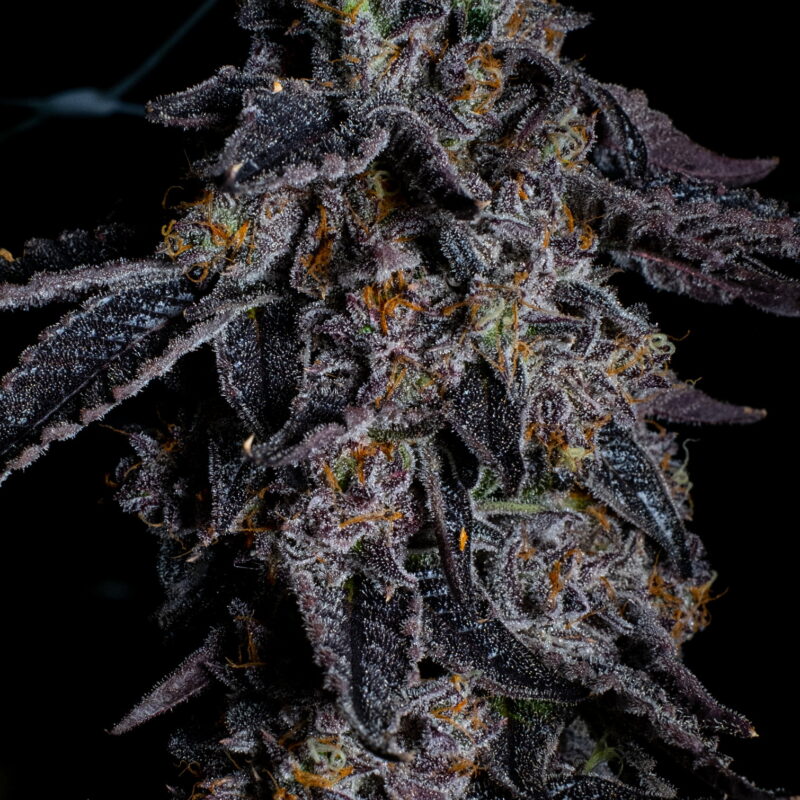 Guava Gelato 2