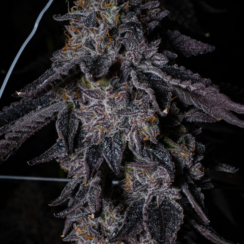 Guava Gelato 1