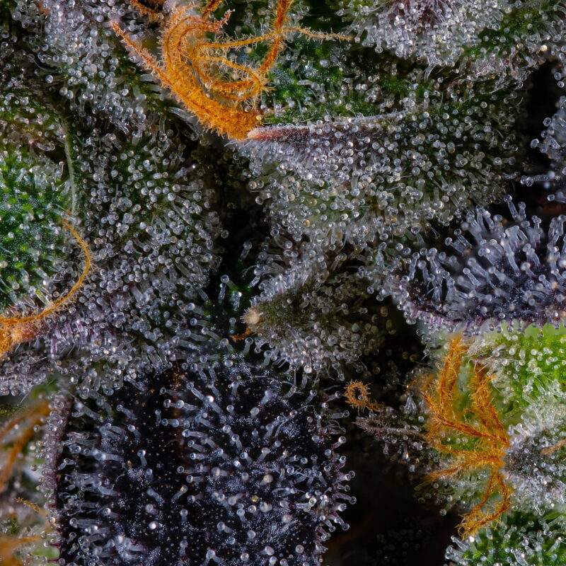 Lemon Cherry Gelato x Candy Runtz