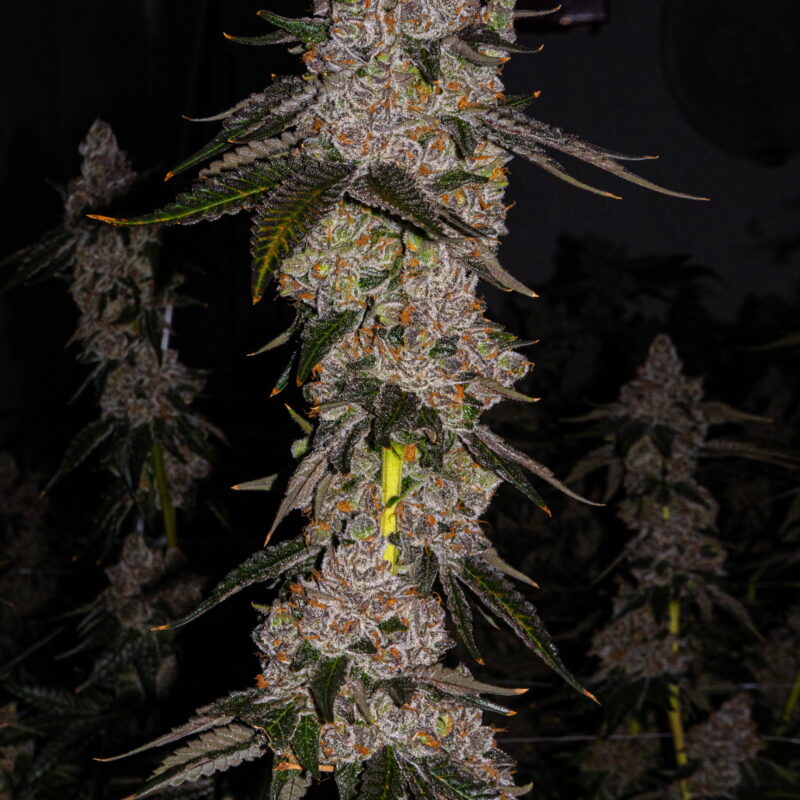 London Pound Cake 75