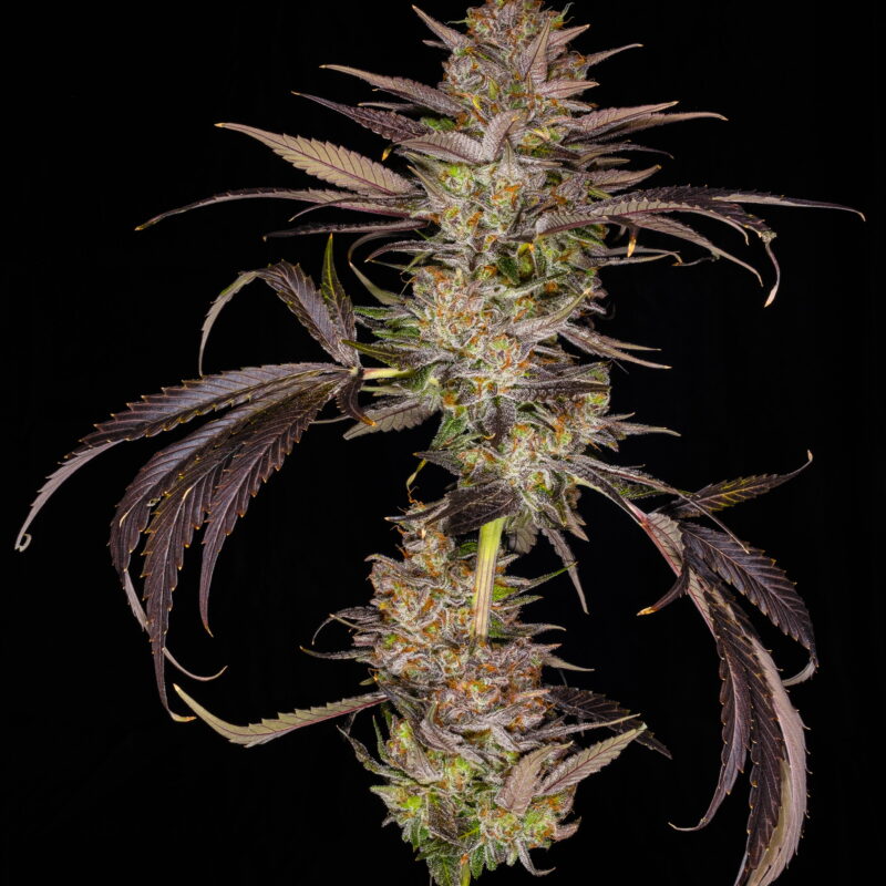 Smarties 8