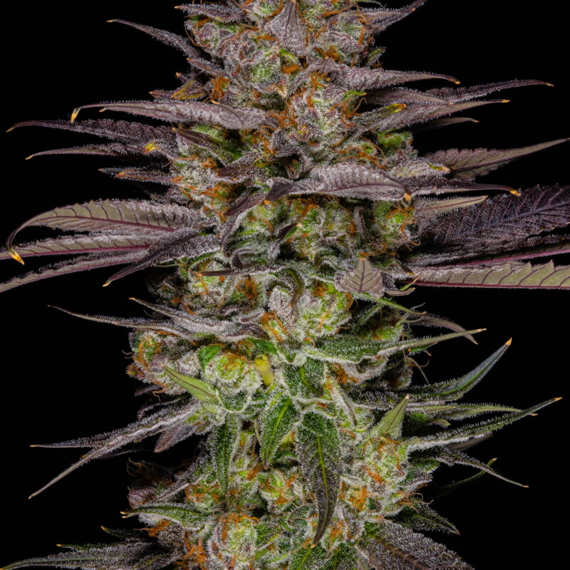 Smarties 10