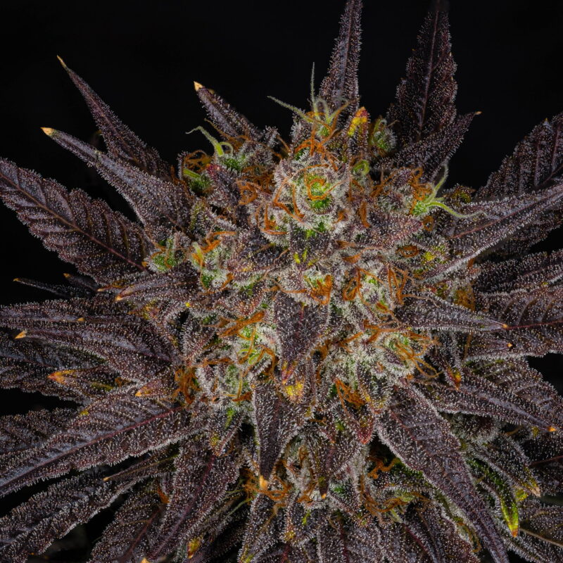 Smarties 11